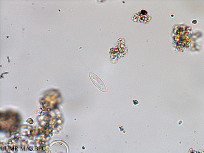 phyto/Bizerte/bizerte_bay/RISCO February 2015/Nitzschia sp14 (ancien Navicula sp2 -ancien Baie_T5-ACW3-pennée-3).tif(copy)_thumb.jpg